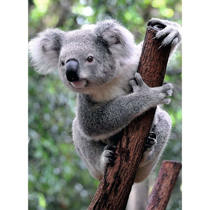 Ravensburger Puzzel Panda En Koala 2X500 Stukjes