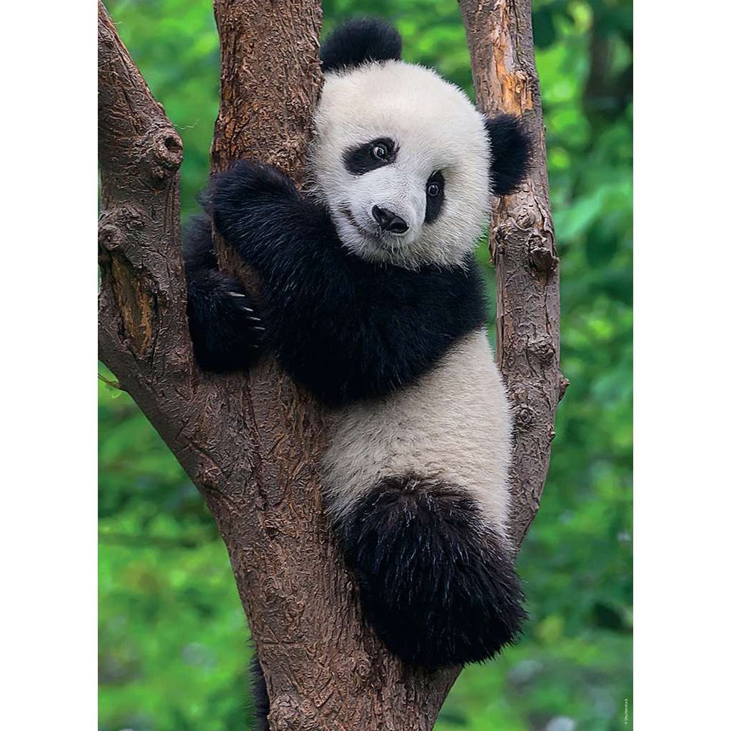 Ravensburger Puzzel Panda En Koala 2X500 Stukjes